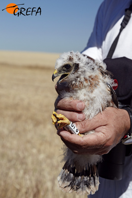 Un naturalista de GREFA rescata un pollo de aguilucho cenizo anillado.