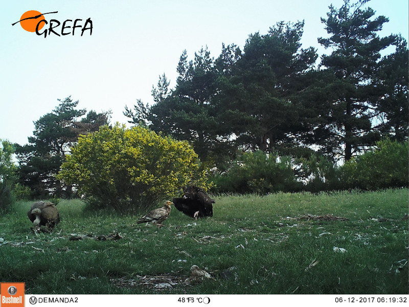 Excepcional imagen de fototrampeo de tres de las cuatro especies de buitres ibéricos en el PAE de Huerta de Arriba (de izquierda a derecha, buitre leonado, alimoche y buitre negro).