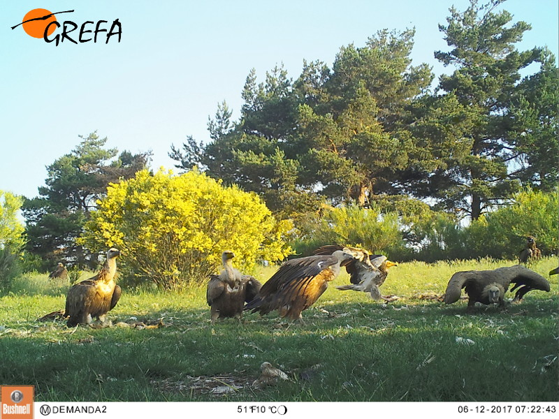 Imagen de fototrampeo del alimoche avistado en el PAE de Huerta de Arriba (Burgos), en el centro de la fotografía, en compañía de varios buitres leonados.