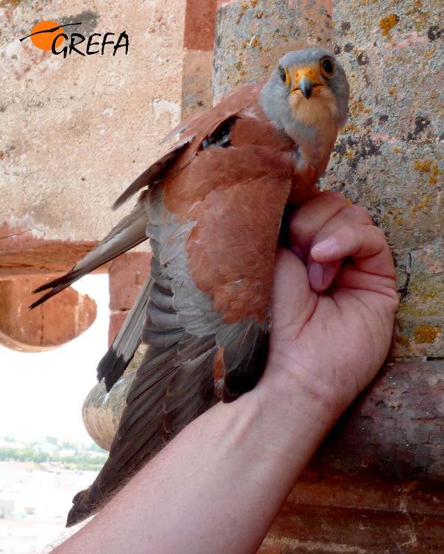 Un macho de cernícalo primilla de Palma del Río (Córdoba) con el dispositivo GPS colocado, momentos antes de ser liberado.