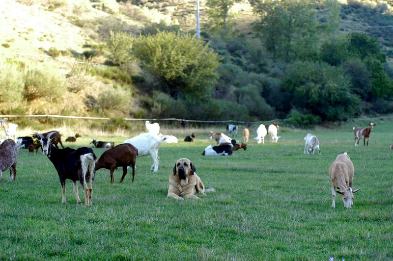 Un mastín guarda un rebaño de cabras. Foto: ACMET.