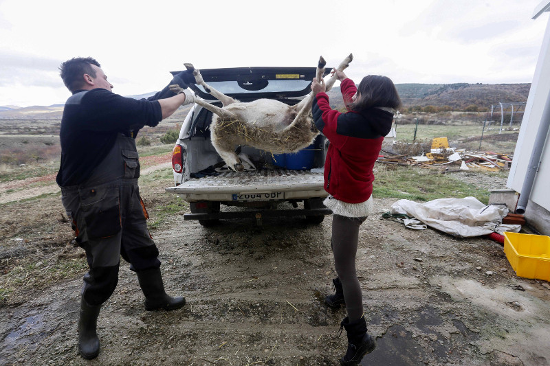 Un ganadero local ayuda a cargar una oveja muerta para nuestro Proyecto Monanchus sobre el buitre negro en la Sierra de la Demanda.