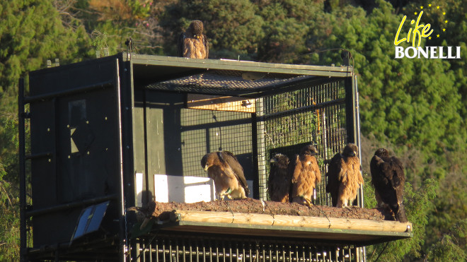 Hacking sobre andamio de águilas de Bonelli que ha estado operativo en la Sierra Oeste de Madrid entre 2013 y 2016.