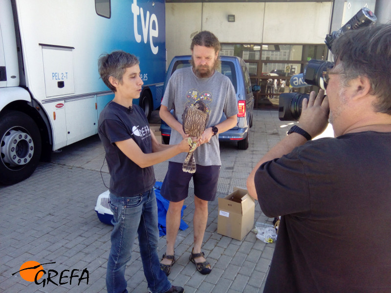 Un cámara de televisión graba a uno de los halcones de El Pirulí, en presencia de miembros de GREFA y SEO/BirdLife.