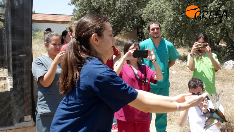 El instante feliz de la liberación del abejaruco recuperado en GREFA.