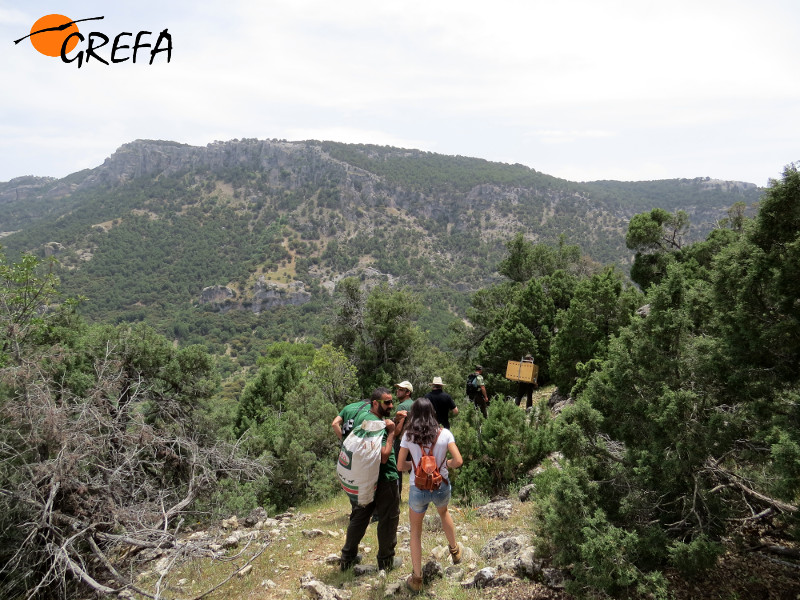 Traslado de "Bedmar" al punto de reintroducción a través de un paraje del Parque Natural de Cazorla (Jaén).
