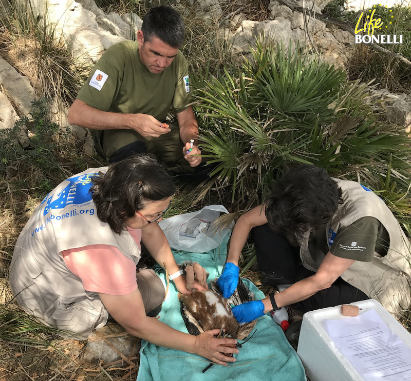 Toma de muestras biológicas al águila de Bonelli "Gorg" por parte del equipo del COFIB e IBANAT (Foto: Ernesto Álvarez).