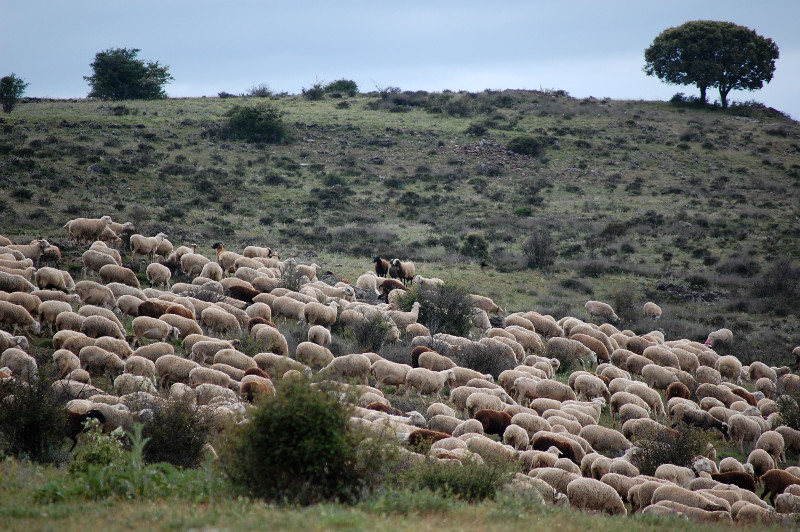 Ganadería extensiva de ovino. Foto: José Ibáñez / Wikicommons.
