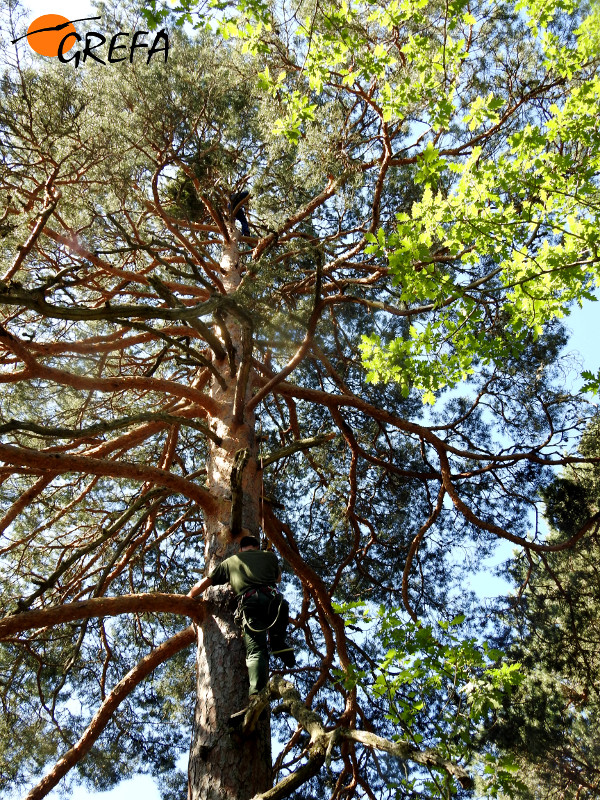 Dos naturalistas con equipo de escalada, en el primer pino elegido para instalar recientemente un nido de buitre negro, en la Sierra de la Demanda.