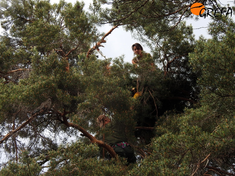 Últimos retoques en el segundo nido instalado en la Sierra de la Demanda por dos componentes del equipo que llevó a cabo esta acción.