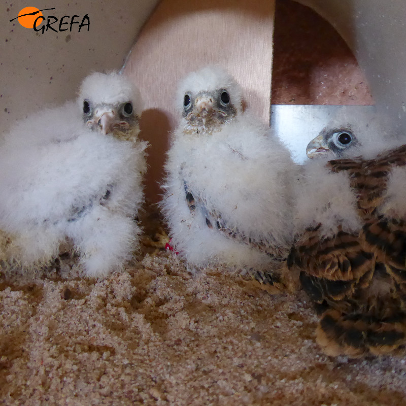 Los pollos procedentes de GREFA para la reintroducción en Cabañeros tienen una edad entre 18 y 20 días.