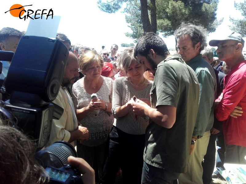 Los altos cargos asistentes a la jornada de Sauquillo de Cabezas no perdieron la oportunidad de ayudar con sus propias manos al anillamiento de los pollos de cernícalo vulgar.