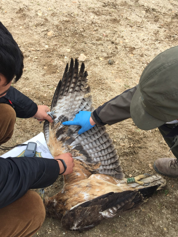 Examen de un águila de Bonelli o perdicera objeto de seguimiento científico, tras morir electrocutada. Foto: GREFA.