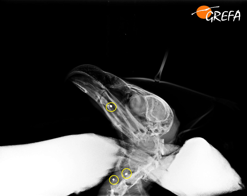 Radiografía de la cabeza del buitre leonado, donde se aprecia el perdigón que causó la fractura de pico.