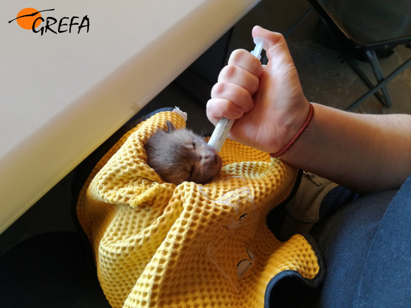 Uno de los pequeños zorros es alimentado en el Departamento de Huérfanos de GREFA