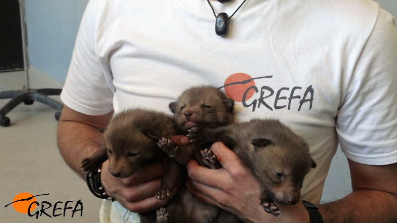 Tres de los cinco cachorros de zorro, en el momento del ingreso en nuestro centro