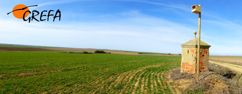 Cuenca de Campos (Valladolid) cuenta ahora con 100 cajas nido como la de la fotografía, para lechuza, cernícalo y mochuelo.