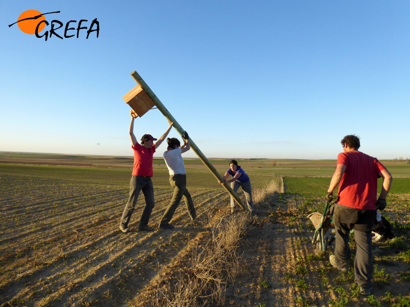 Colaboradores del proyecto de control biológico del topillo colocan una caja nido en Cuenca de Campos (Valladolid)