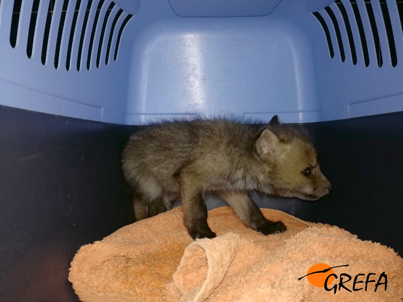 Aspecto del zorrito en el transportín, al ingresar en nuestro centro.