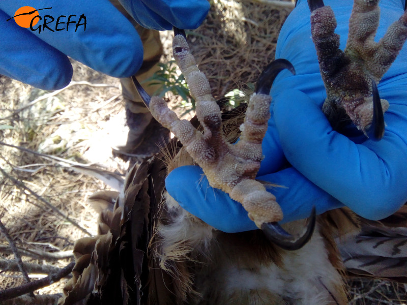 Indicios de una posible electrocución en las patas de "Angus" antes de que lo confirmase la necropsia.