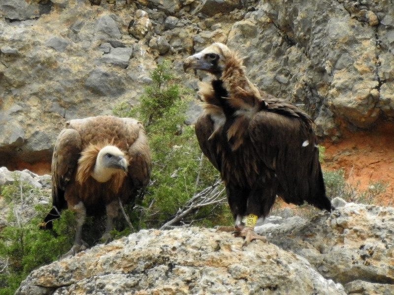 El buitre negro "Modesto", con la antena de su emisor y su anilla visible, en la Reserva de Boumort. Foto: PRBNC.