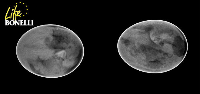 Imagen de rayos X de los dos huevos de águila de Bonelli que ya han eclosionado.