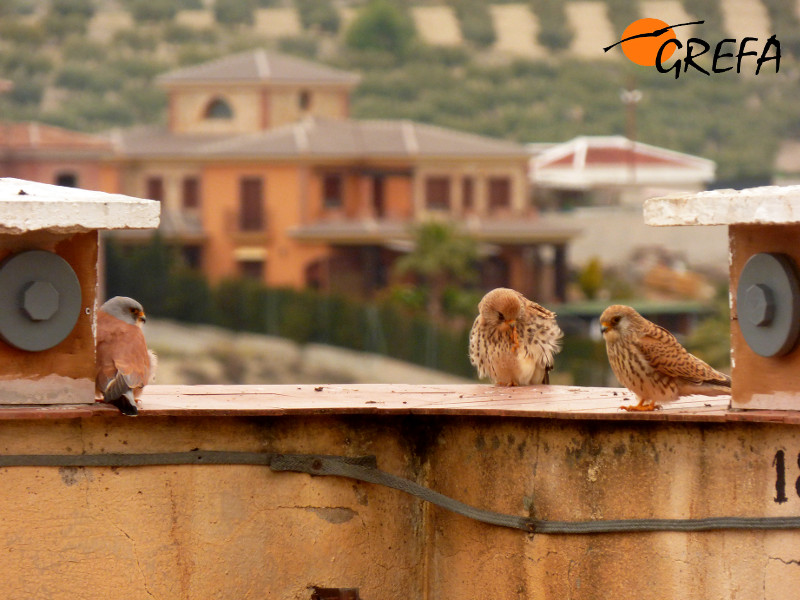 Un macho (izquierda) y dos hembras junto a dos nidales de la colonia de cernícalo primilla del silo de Baena (Córdoba).