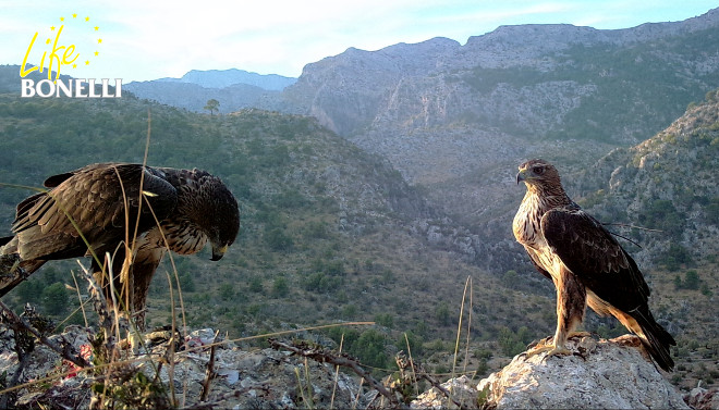 Imagen de fototrampeo de "Darwin" y "Dalía", una de las parejas de águila de Bonelli que está criando este año en Mallorca.