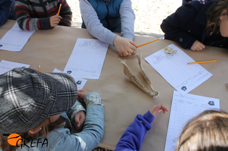 Alumnos de altas capacidades en un taller de GREFA para identificar huesos de fauna.