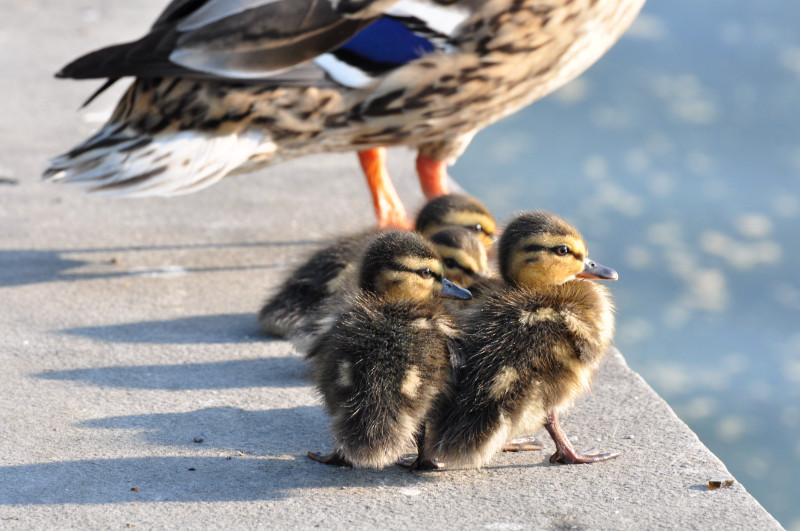 Pollos de ánade real junto a su madre en un estanque urbano. Foto: Roland zh / Wikicommons.