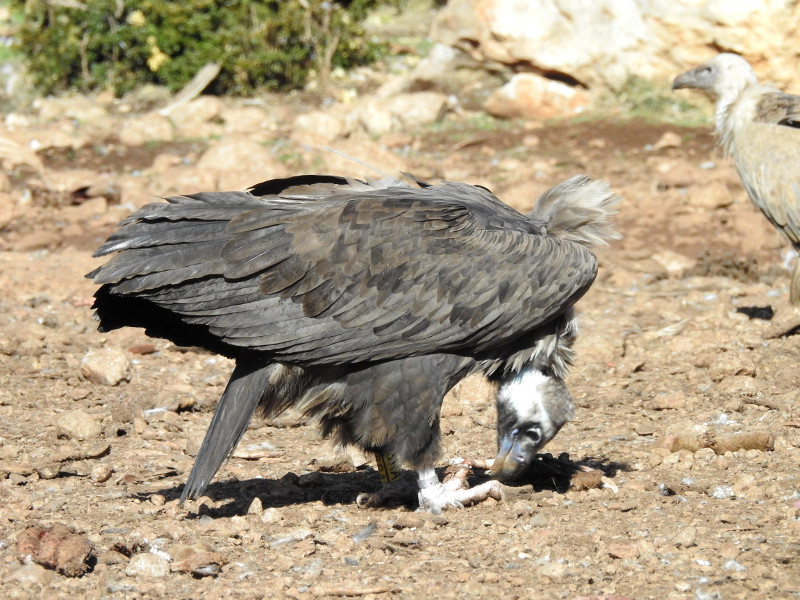 El buitre negro "Modesto", en el punto de alimentación (PAS) de la Reserva de Boumort. Foto: PRBNC.