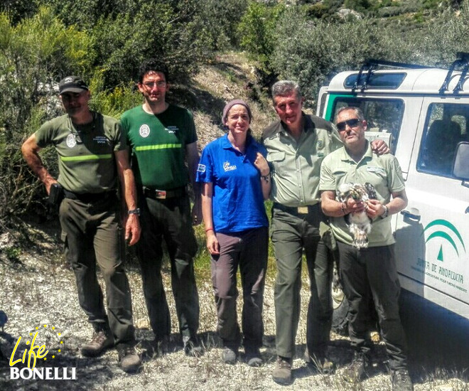 Equipo de trabajo (agentes forestales de Andalucía y personal veterinario de GREFA) durante el trabajo de campo.