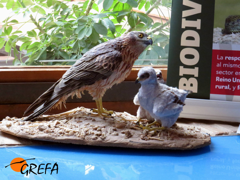 Réplica de un aguilucho cenizo con sus pollos que se muestra en la exposición del topillo.