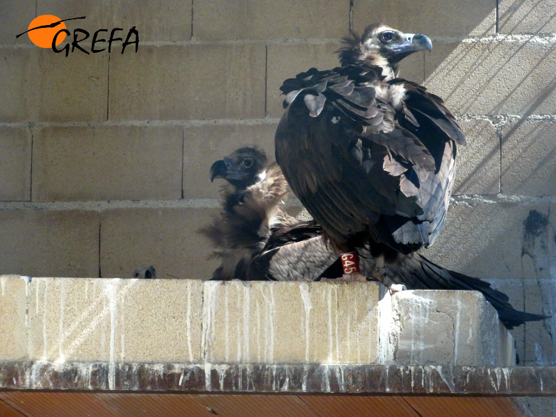 Aquí tenéis a los orgullosos padres adoptivos. Algo más a la izquierda, el pollo asoma tímidamente la cabecita.