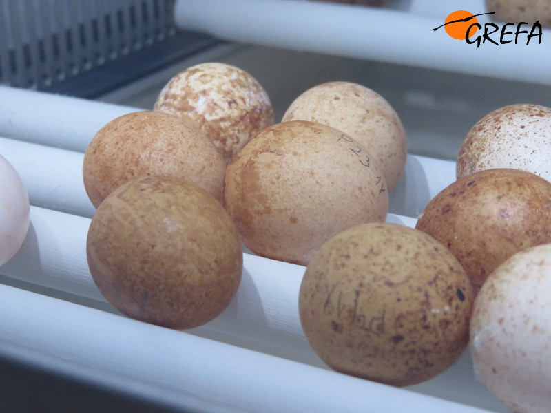 Huevos de cernícalo primilla en la incubadora, de los muchos que componen las puestas anuales de nuestro centro de cría