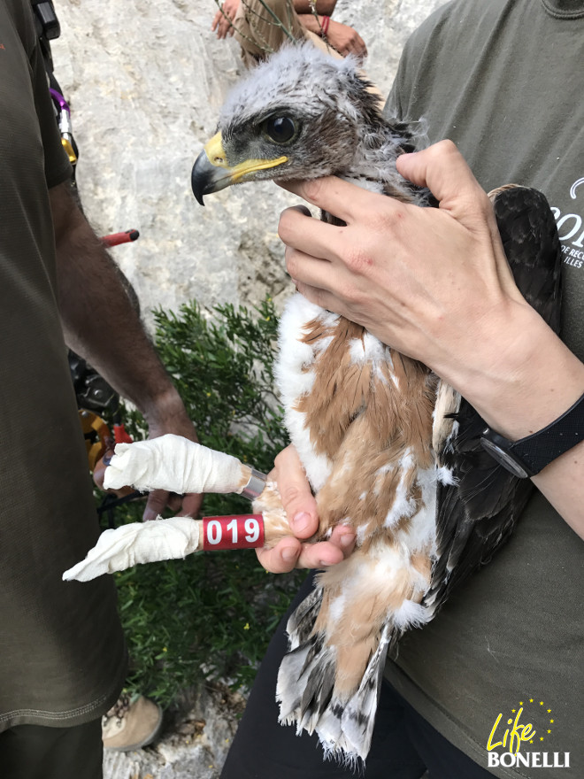 El pollo de águila de Bonelli "Ginesta" (hembra), una vez anillado y marcado con GPS.