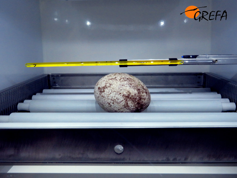 Huevo de buitre negro en la incubadura de nuestro centro de cría. De aquí nacería nuestro pollo de 2017.