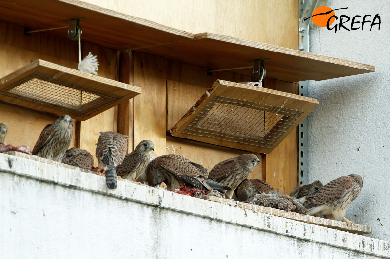 Hacking de cernícalo primilla en la ciudad de Córdoba, con varios ejemplares jóvenes.