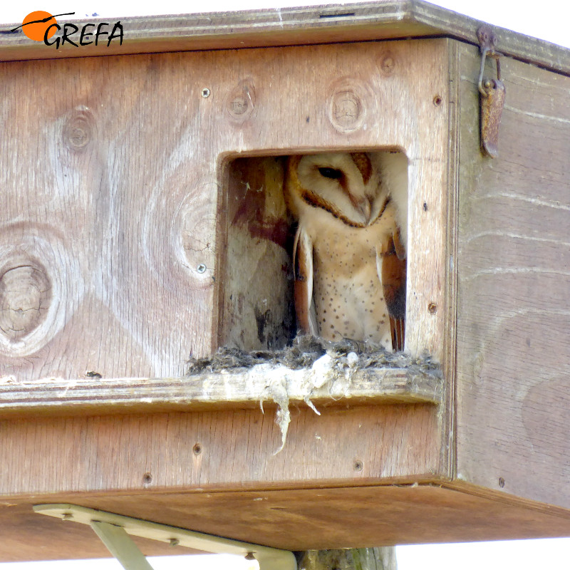Pollo volantón de lechuza en la entrada de una de las cajas nido objeto de revisión.