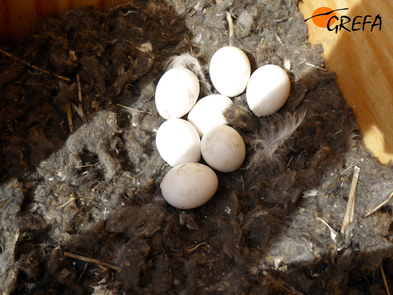 Puesta de siete huevos de lechuza en una caja nido de nuestro programa de control biológico del topillo.