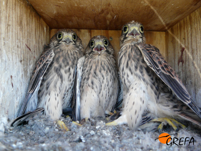 Pollos de cernícalo vulgar en una caja nido del proyecto de control biológico del topillo.