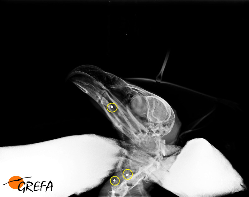 Radiografía de la cabeza y el cuello de un buitre leonado con varios perdigones.
