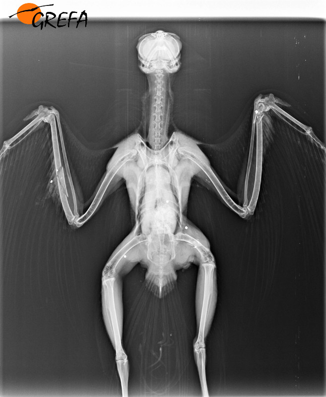Radiografía de un ratonero con fracturas en ambas alas por disparo y con perdigones dispersos por el cuerpo.