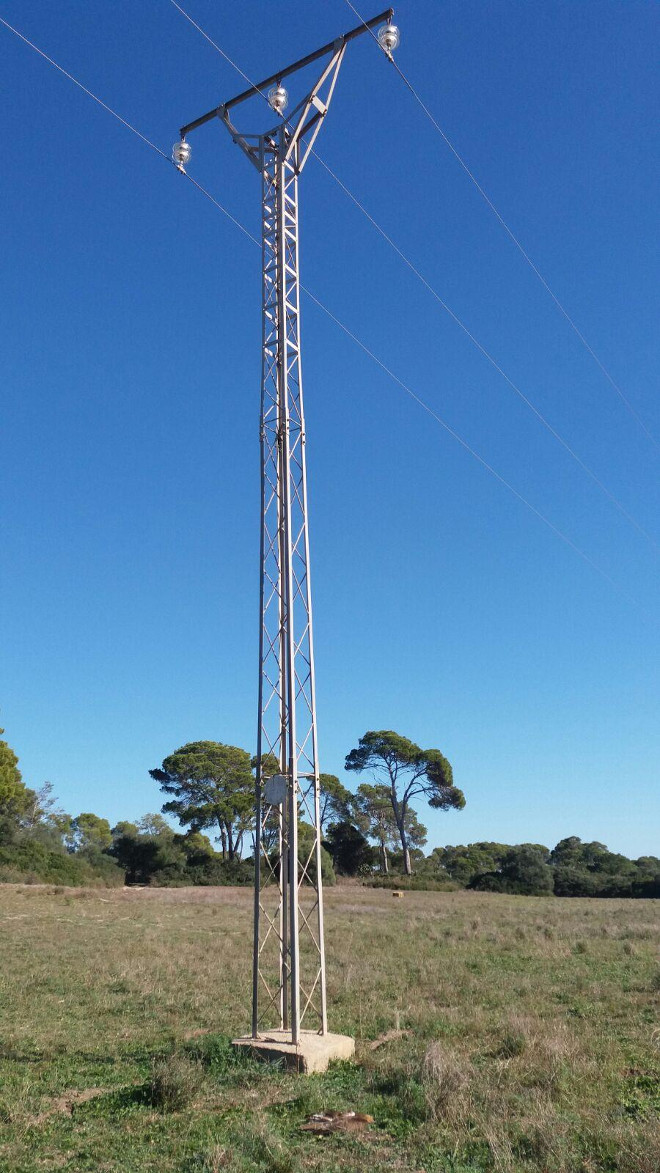 El águila de Bonelli "Garballó"" yace muerta bajo la torre de un tendido eléctrico privado de Mallorca en la cual se electrocutó.