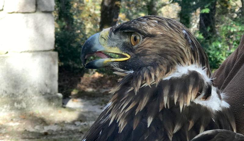 Primer plano del águila real "Nabia" momentos antes de su liberación en el Parque Nacional Peneda-Gerês (Portugal).