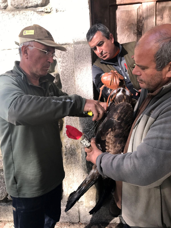 Momento de la colocación de un emisor GPS a "Nabia".