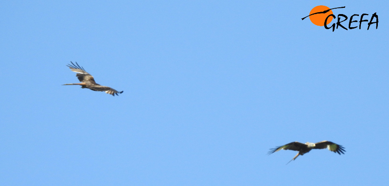 "Sucesso" en vuelo con su pareja en los cielos del entorno de la sierra de Guadarrama (Madrid).