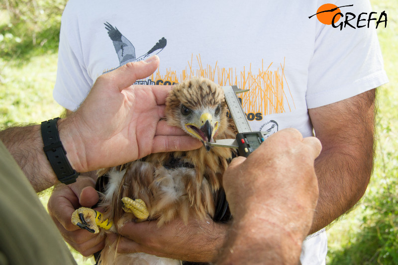 Toma de medidas a "Berrocal", uno de los milanos reales que seguimos por GPS, cuando aún era un pollo que no volaba, durante la pasada primavera.