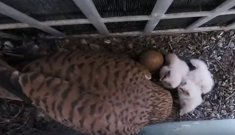 La hembra ceba a los pollos de cernícalo vulgar del nido intervenido en la Facultad de Veterinaria de la Universidad Complutense de Madrid.