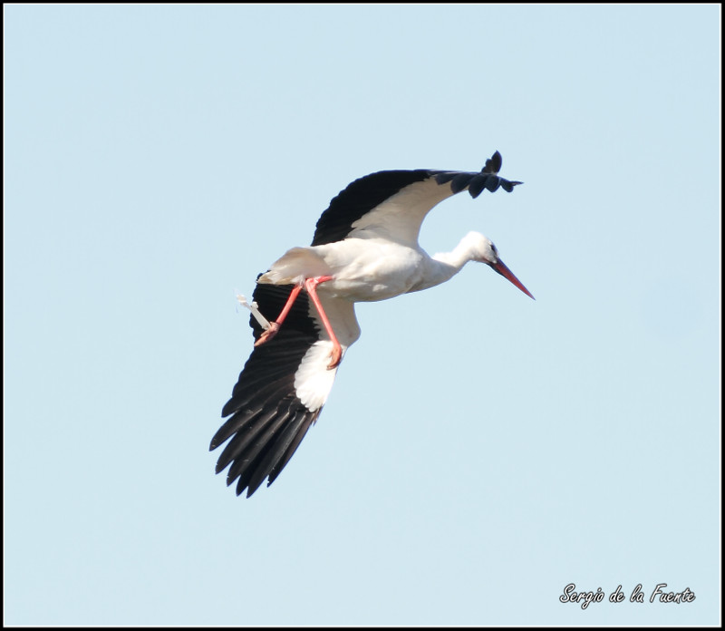 Cigüeña blanca en vuelo con una de sus patas enganchada a una percha de plástico.